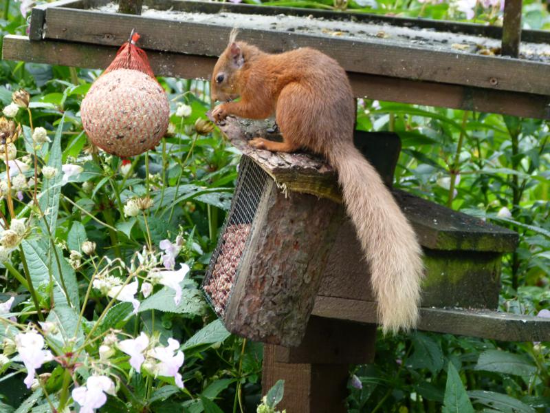 Squirrel feeding at Clachan Cottage, Anwoth, Dumfries & Galloway